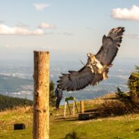 Shore Excursions