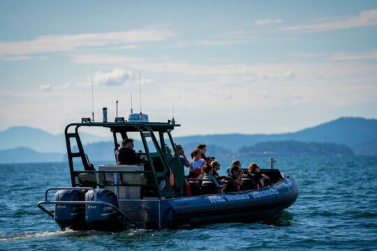 Intimate West Coast Whale Watching from Vancouver