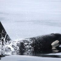 Dolphin & Whale Watching