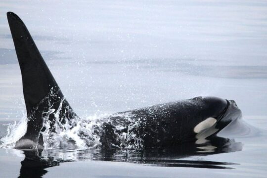 Vancouver Whale Watching Safari