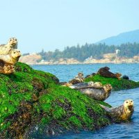 Cruises, Sailing & Water Tours