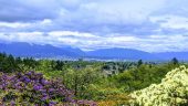 Learning the history of Vancouver 
