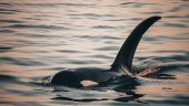 Whale Watching in Vancouver
