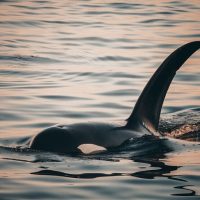 Dolphin & Whale Watching