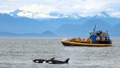 Great Whale watching excursions